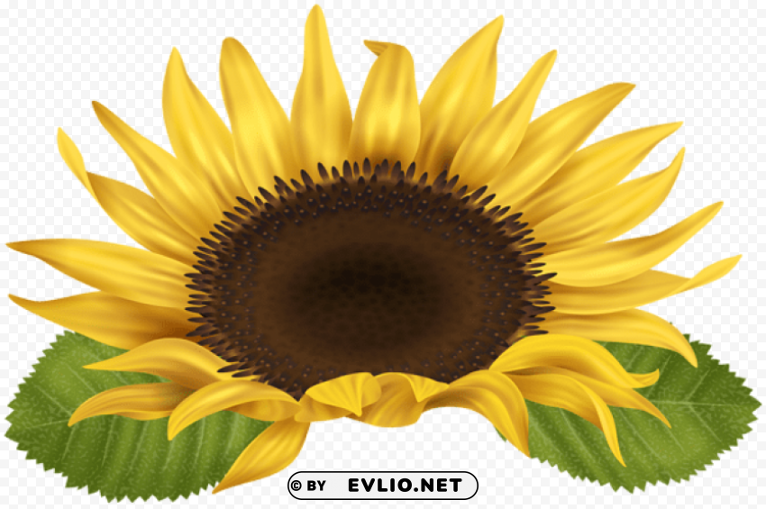 sunflower Transparent PNG images bulk package