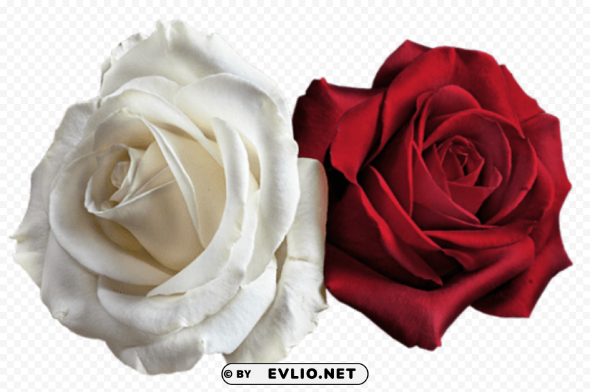 PNG image of  white and red roses Transparent background PNG images comprehensive collection with a clear background - Image ID 7973e895
