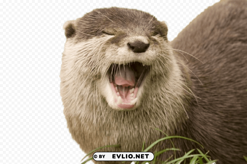 yawning otter PNG images with clear background