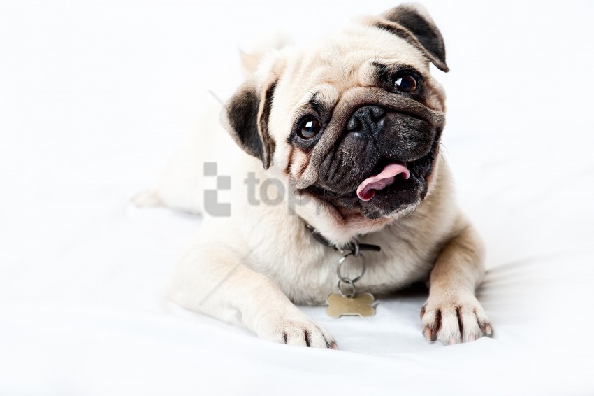 a pug a smile wallpaper PNG Isolated Illustration with Clear Background
