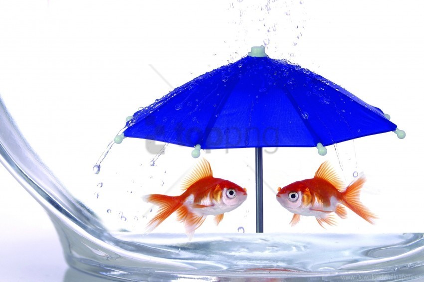 abstract fish glass rain umbrella unusual wallpaper Isolated Character on HighResolution PNG