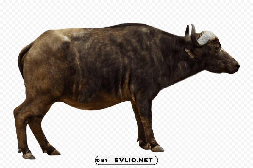 african buffalo pics Isolated Artwork in HighResolution PNG