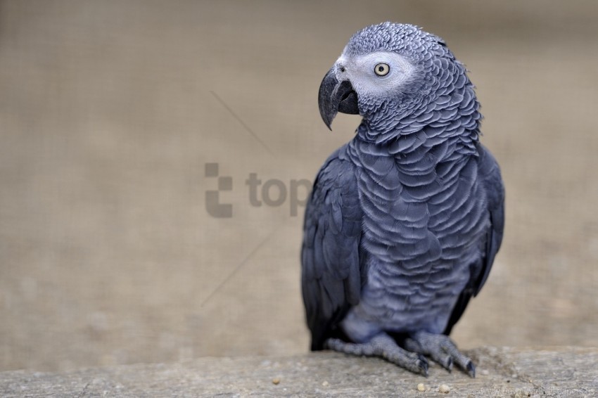 african grey parrot bird color parrot wallpaper PNG images with no attribution