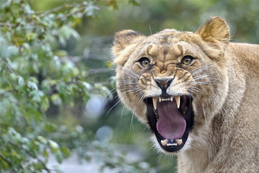 aggression anger face lion teeth wallpaper PNG files with no background free