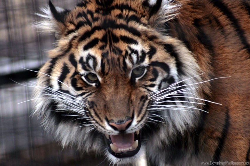 aggression anger face predator teeth tiger wallpaper HighQuality PNG with Transparent Isolation