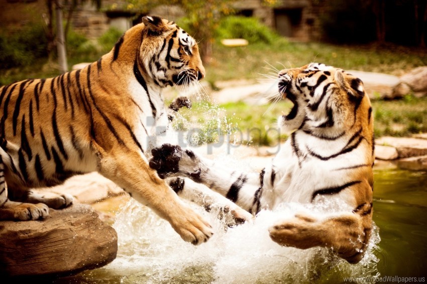 Aggression Couple Fighting Predator Tigers Water Wallpaper Transparent PNG Isolated Element