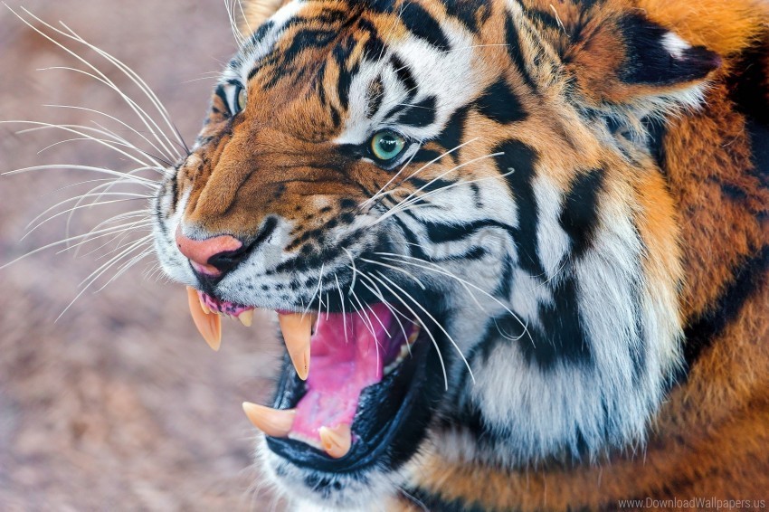 aggression face predator tiger wallpaper PNG images with transparent overlay