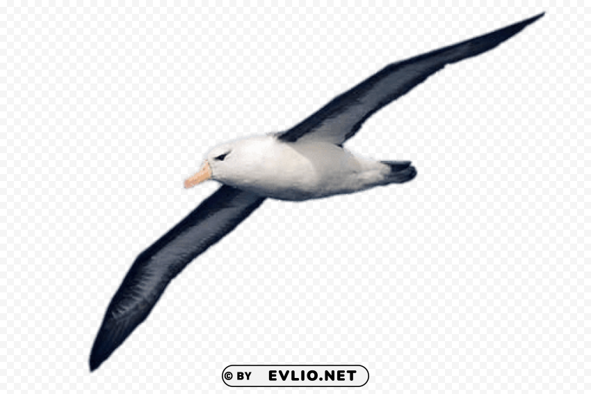 albatross PNG pictures with alpha transparency png images background - Image ID 612d80a7