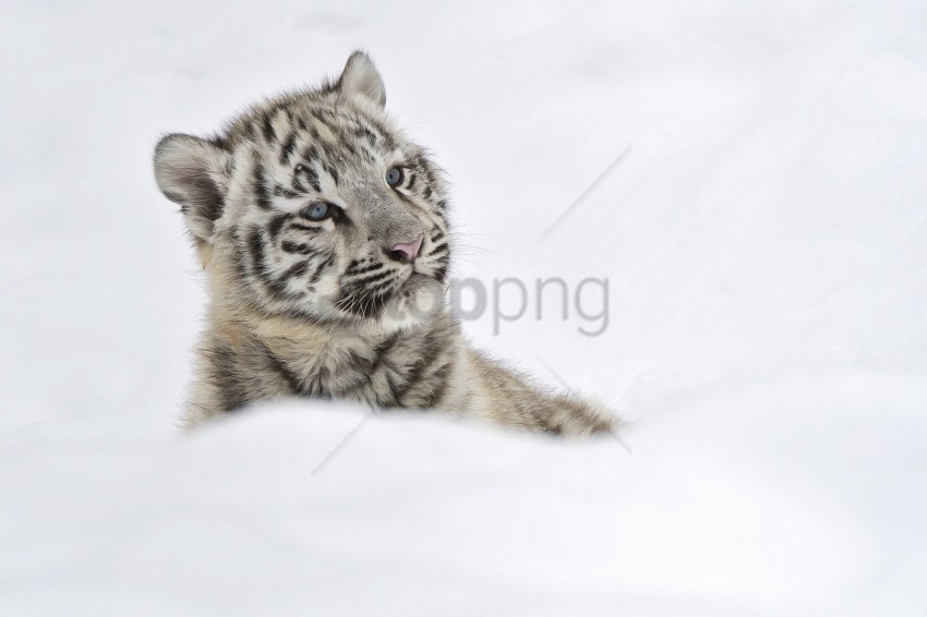 albino cub snow tiger wallpaper PNG images with no watermark