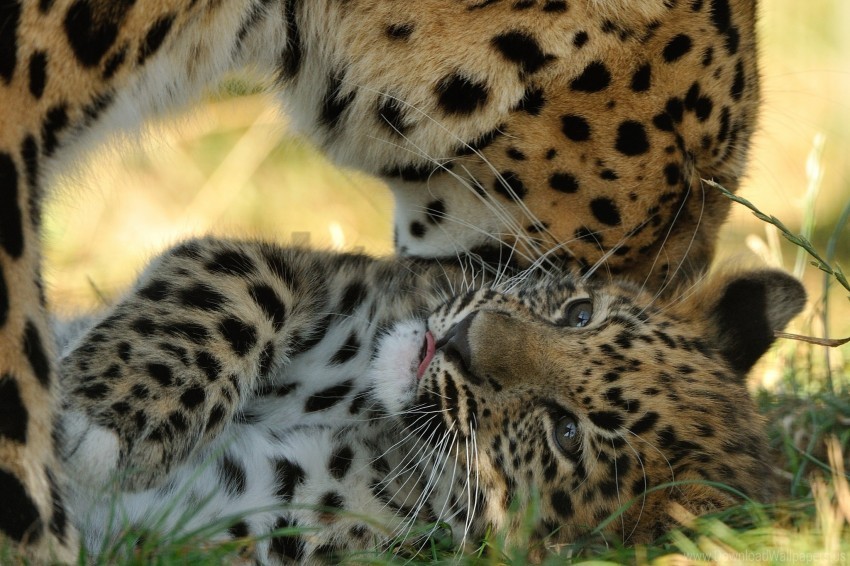 amur leopard cub kitten leopard motherhood predators wallpaper PNG transparent images for social media
