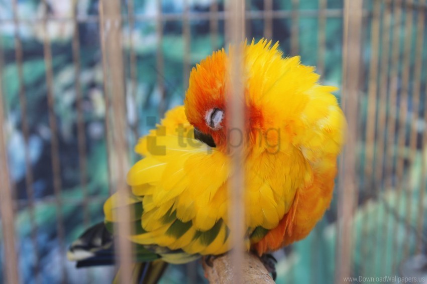 animals birds parrot yellow wallpaper PNG for digital art
