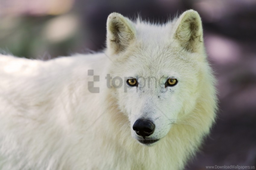 arctic wolf dog muzzle wallpaper PNG Graphic with Clear Background Isolation