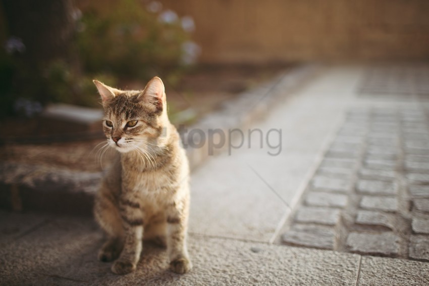 asphalt bokeh cat kitten wallpaper PNG images with transparent backdrop