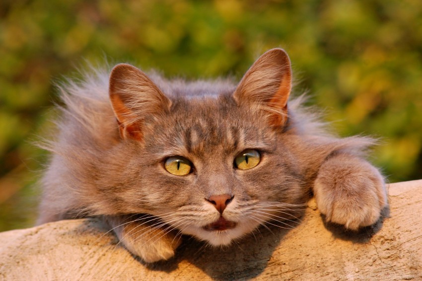 Astonishment Cat Fluffy Look Wallpaper PNG Image Isolated With Clear Background