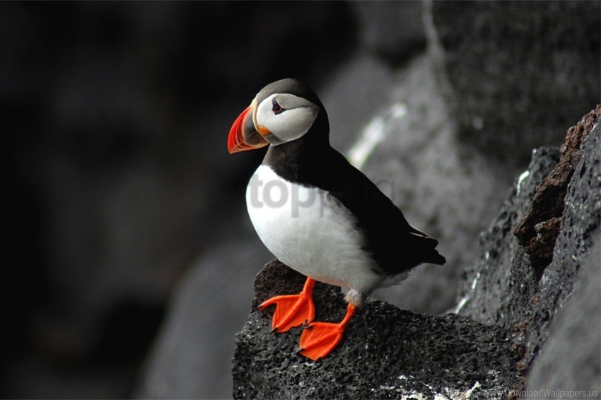 atlantic beak bird puffin rock sit wallpaper Clear PNG file