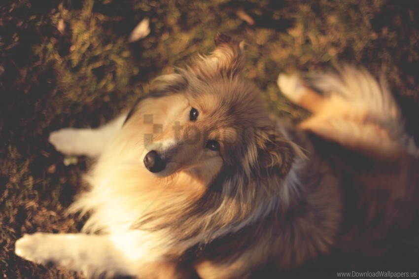 Autumn Background Collie Dogs Leaves Muzzle Nature Trees Wallpaper PNG Image Isolated On Transparent Backdrop