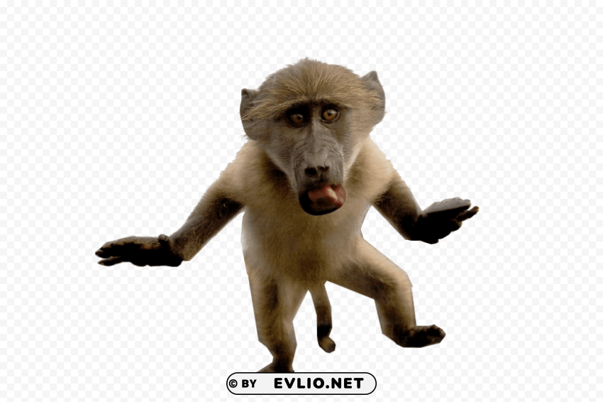 baboon Transparent background PNG images comprehensive collection