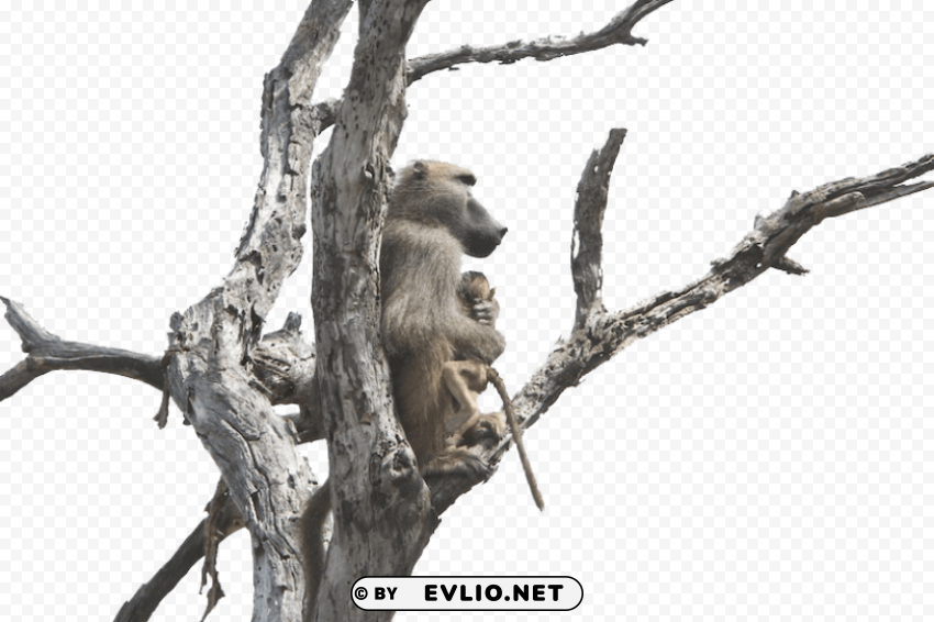 baboon s Transparent background PNG gallery