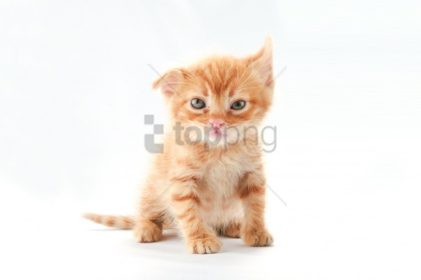 baby background kitten striped wallpaper PNG photo with transparency