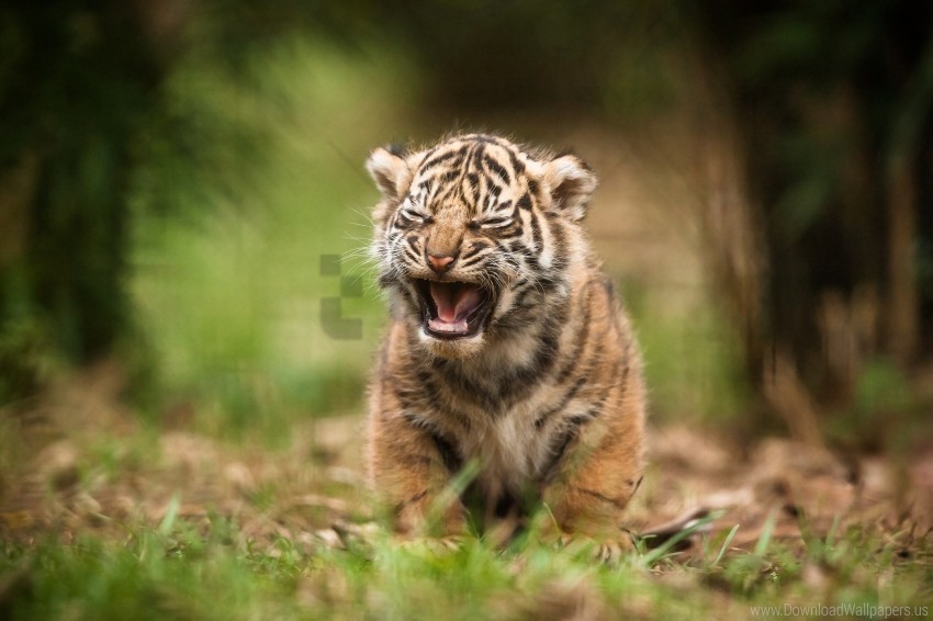 baby blur cry tiger wallpaper PNG Image Isolated with Clear Transparency