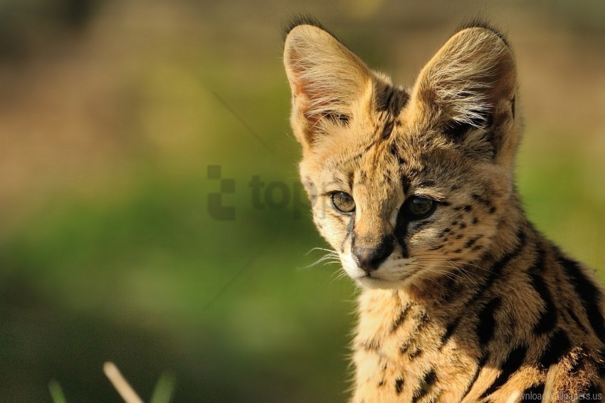 baby cat muzzle serval wallpaper PNG artwork with transparency
