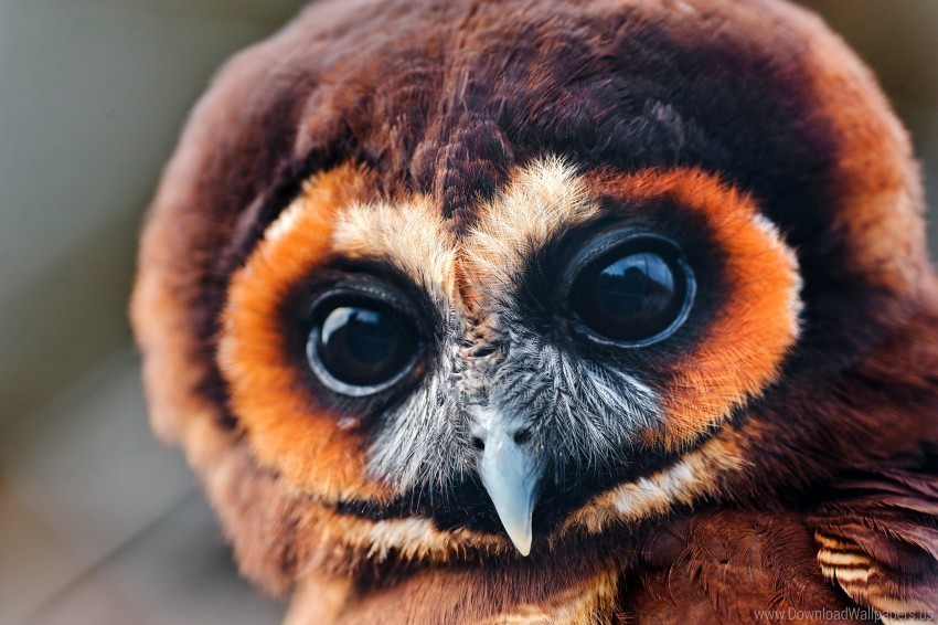 baby eyes feathers muzzle owl wallpaper Free PNG images with alpha transparency compilation