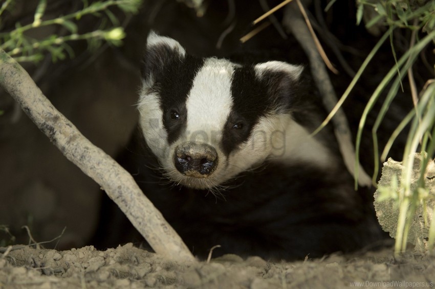 Badger Hide Hole Muzzle Wallpaper Images In PNG Format With Transparency