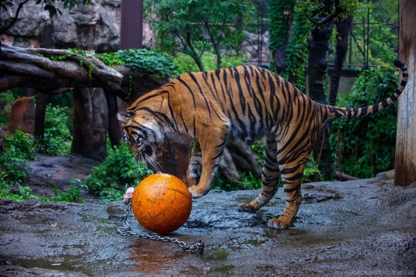 ball play predator tiger zoo wallpaper PNG with transparent background for free