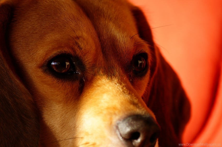 beagle dog muzzle wallpaper Transparent Cutout PNG Isolated Element
