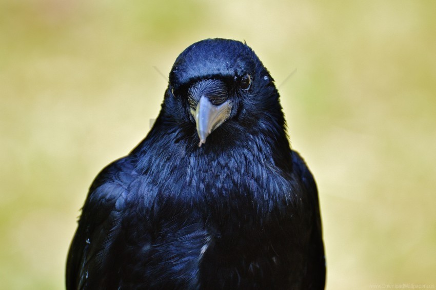 beak bird raven wallpaper PNG with no cost