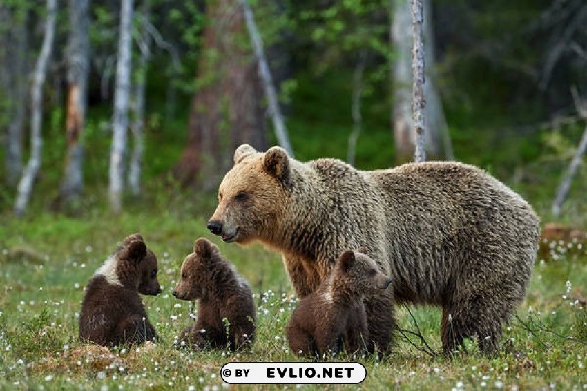 bear family Transparent Background Isolated PNG Art