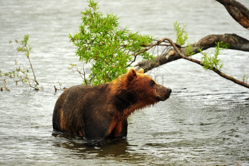 bear hunting predator river wallpaper Isolated Item on Transparent PNG