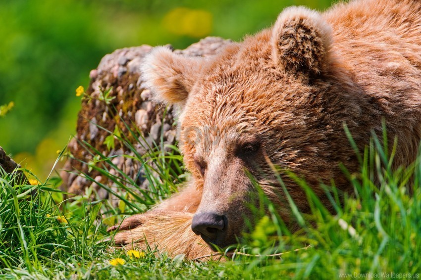 bear is sleeping grass leisure wallpaper PNG pictures with no background