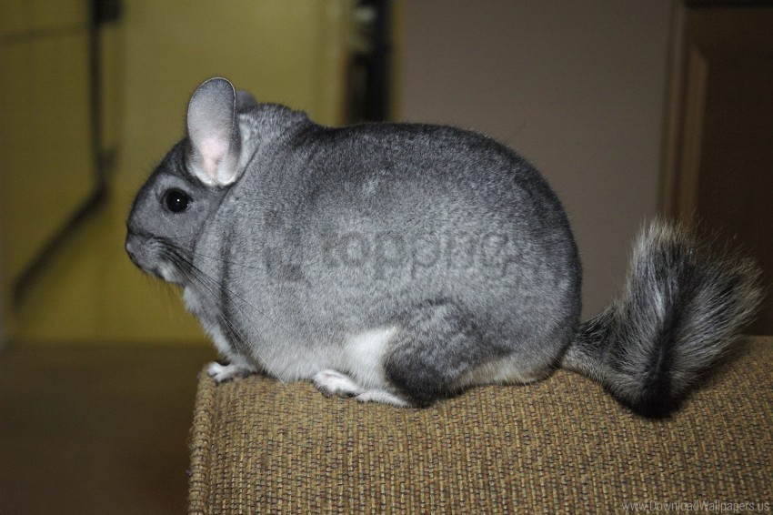 beautiful chinchilla cute fur tail wallpaper Isolated Illustration in HighQuality Transparent PNG