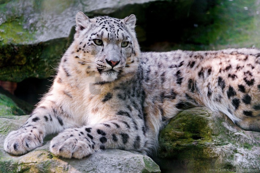 big cat carnivore lay snow leopard wallpaper PNG transparent elements complete package