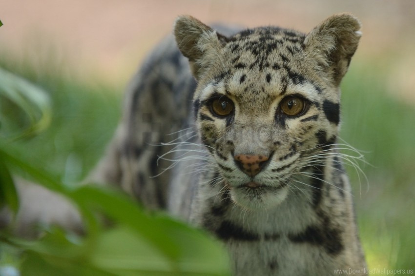 big cat clouded leopard cub grass patchy predators wallpaper Transparent PNG images set