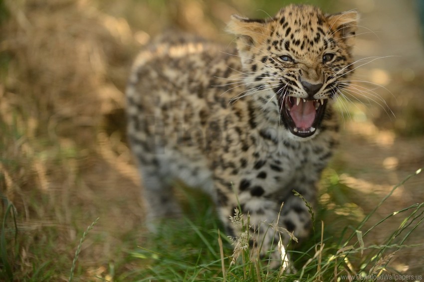 big cat cub grass leopard predator walk wallpaper Isolated Design Element on Transparent PNG
