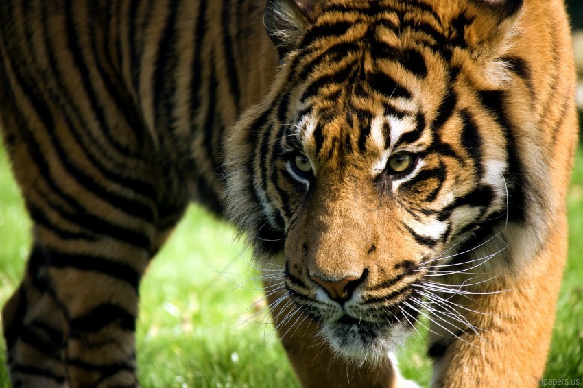 big cat face predator striped tiger wallpaper PNG files with transparent backdrop
