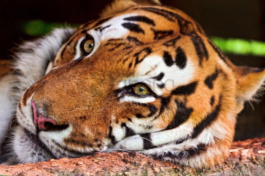big cat face predator tiger wallpaper PNG for online use