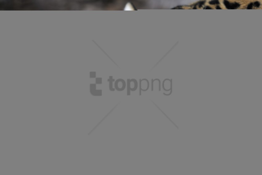 big cat jaguar predator snout wallpaper PNG Image with Isolated Icon