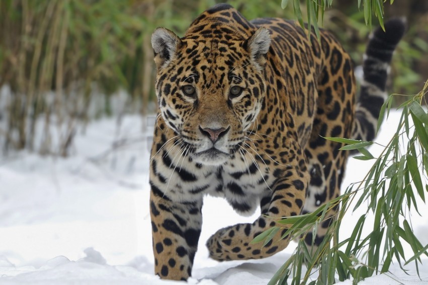 big cat jaguar snow walk wallpaper High-resolution transparent PNG images