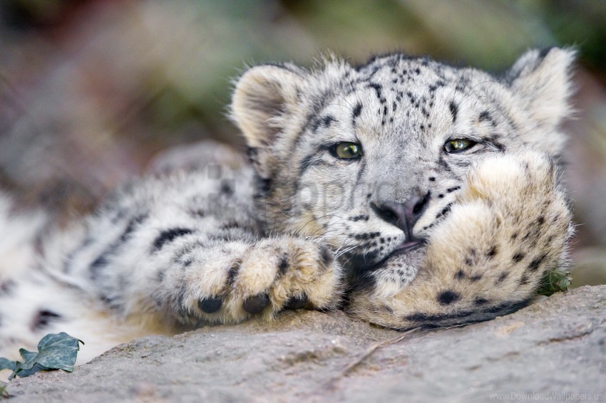 big cat leopard snow leopard wallpaper PNG transparent photos comprehensive compilation