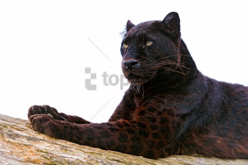 big cat lie down panther paw predator wallpaper Isolated Artwork in HighResolution PNG