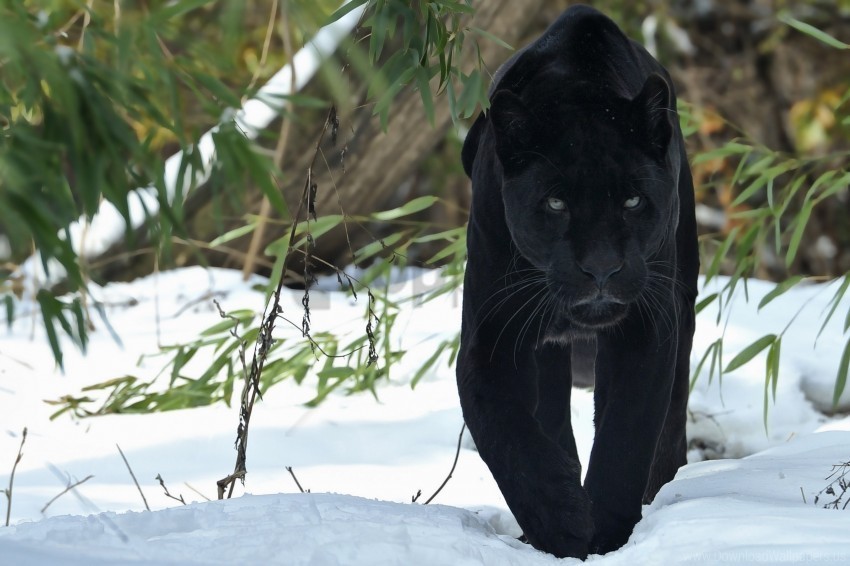 big cat panther predator snow walk winter wallpaper High-resolution transparent PNG images