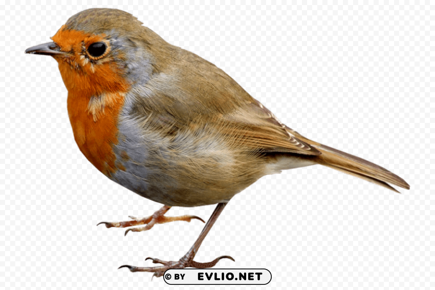 bird PNG art png images background - Image ID bc6ffd67