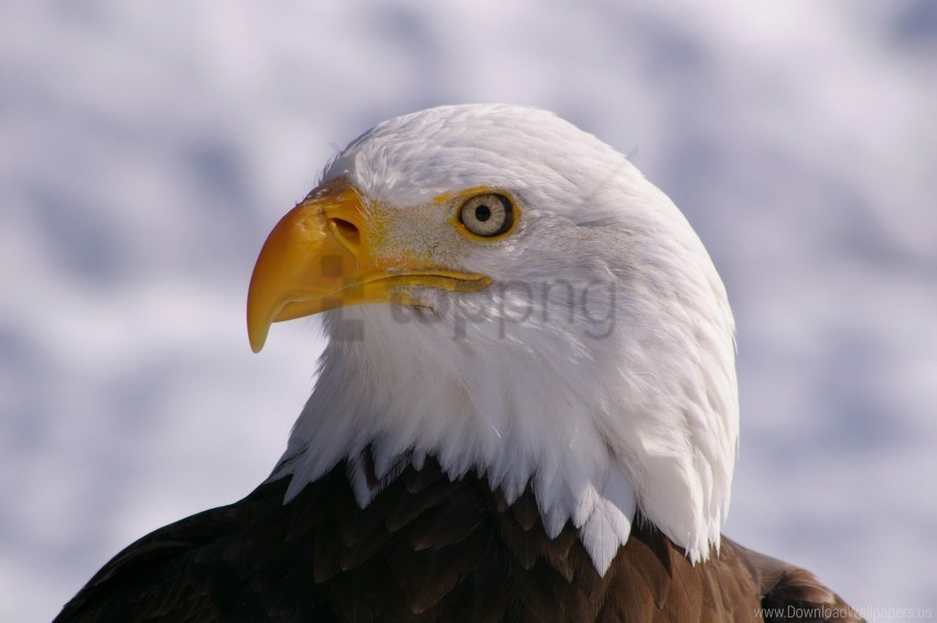 bird bird eagle eagle eye wallpaper PNG for mobile apps