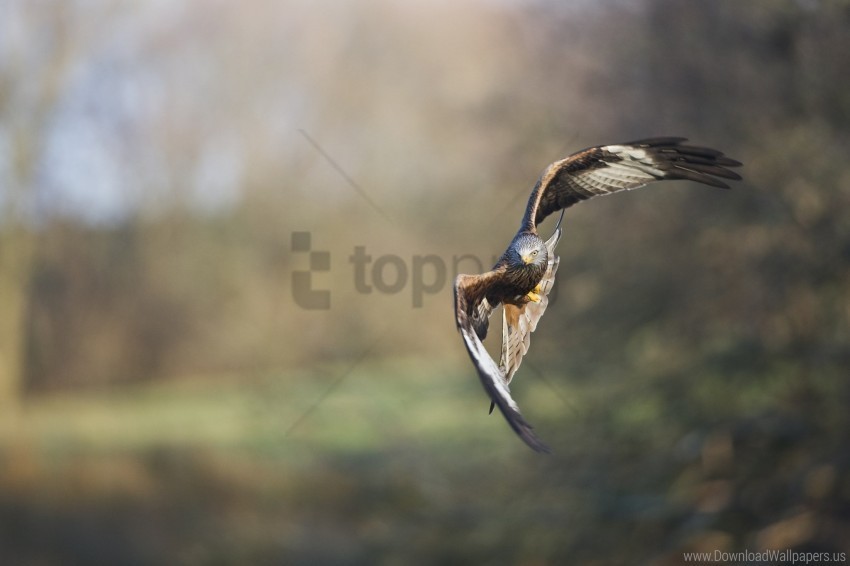 bird blur eagle flight predator wallpaper HighQuality Transparent PNG Isolation