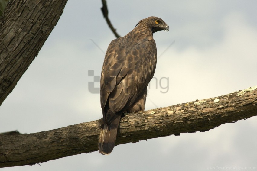 bird eagle feathers hawk predator sit wallpaper PNG Image with Clear Background Isolated