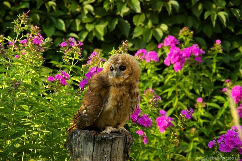 bird flowers grass owl predator sit timber wallpaper Isolated Subject in HighResolution PNG