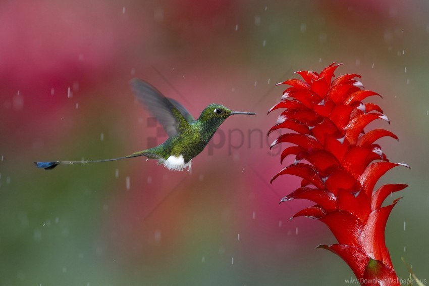 bird flying hummingbird plant wallpaper Transparent PNG Isolated Item